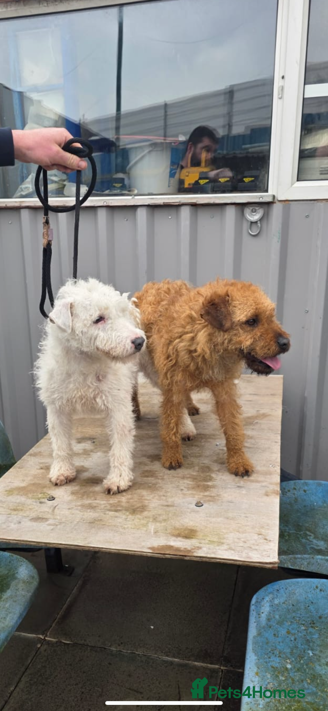 Lakeland Terrier dogs for sale: Lakeland terrier dog pup  - Image 4