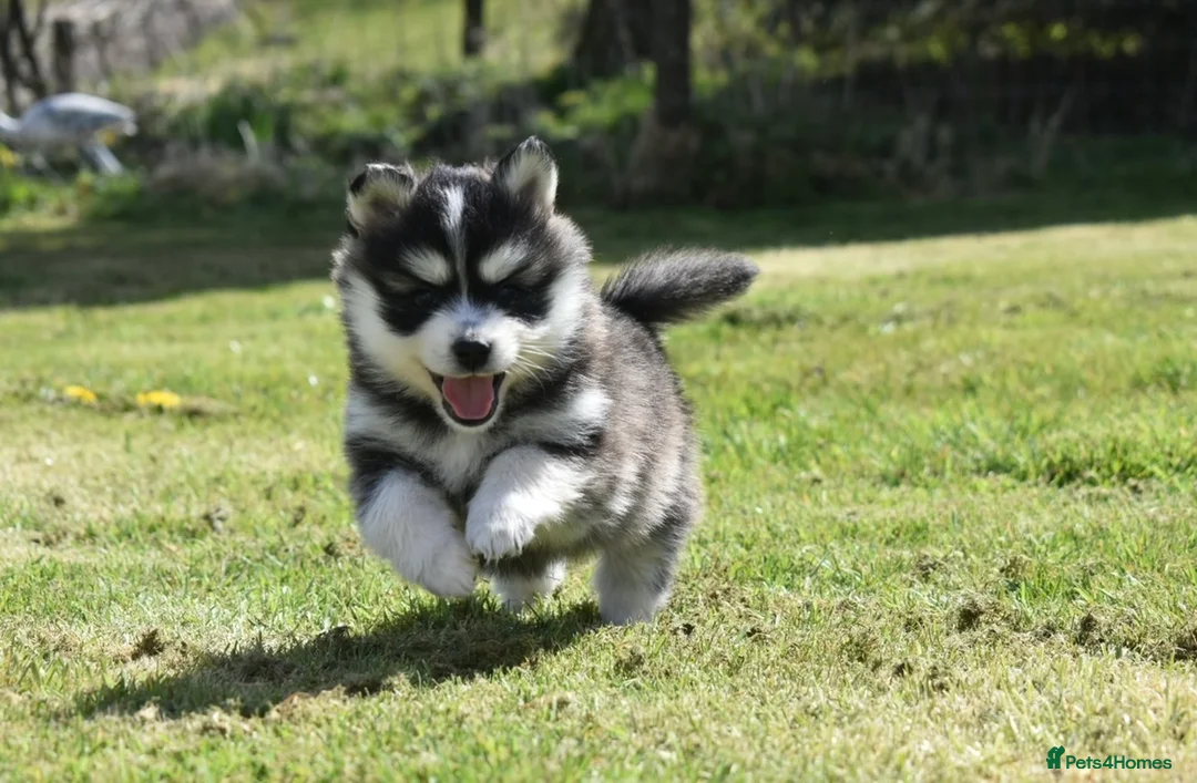 Pomsky dogs for stud: American Import Chocolate Pomsky for Stud in Ammanford - Advert 30