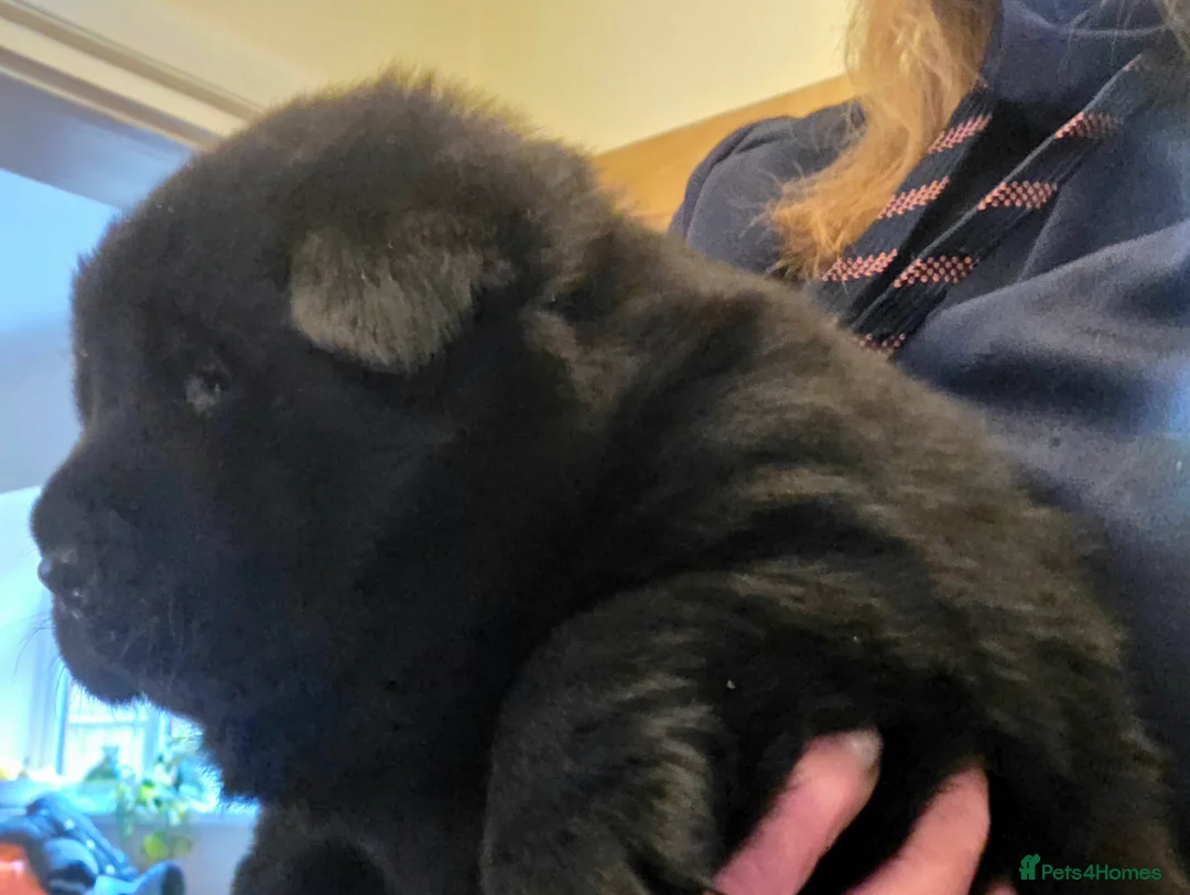 Mixed Breed dogs for sale: Gorgeous Chowador Puppies  - Advert 13