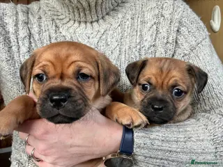 Jug dogs Jug Puppies - Advert 4