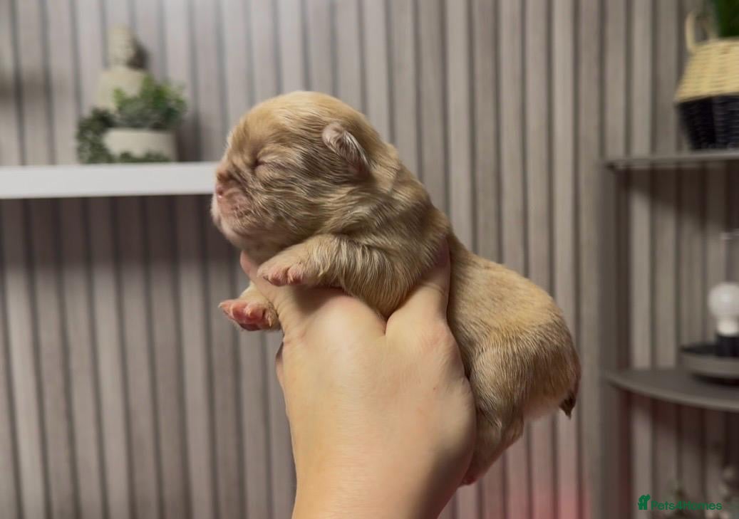 French Bulldog dogs Kc registered fluffy French bulldogs  - Advert 6