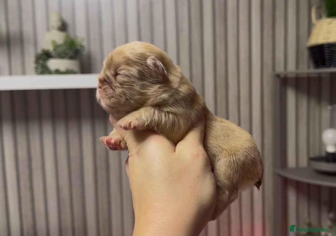 French Bulldog dogs for sale: Kc registered fluffy French bulldogs  - Advert 1