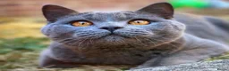 British Shorthair cats for sale: Blue and lilac GCCF kittens !  - Advert 3