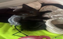 Mixed Breed cats for sale: 5 beautiful kittens ready to go! - Image 15