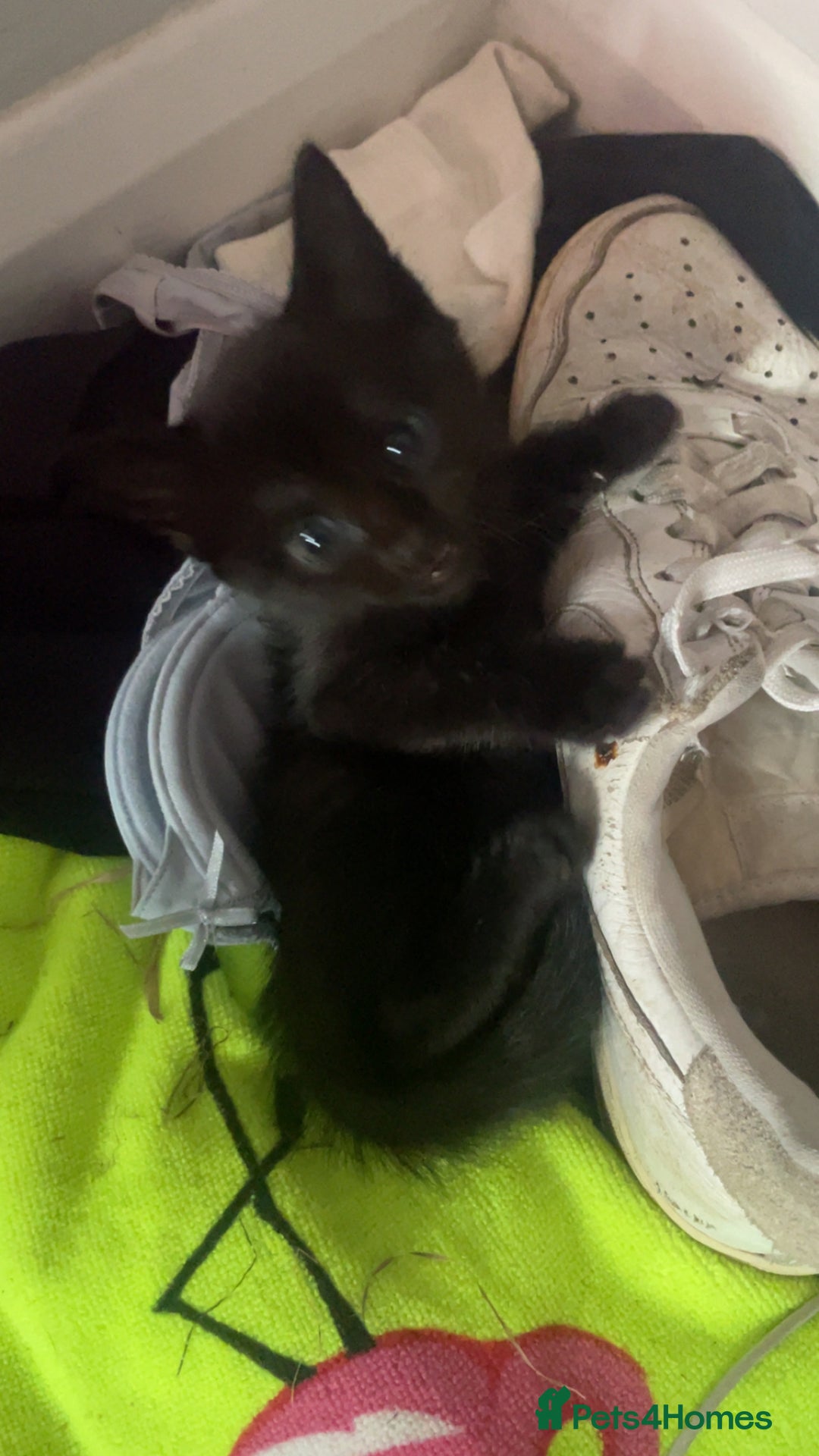 Mixed Breed cats for sale: 5 beautiful kittens ready to go! - Image 15