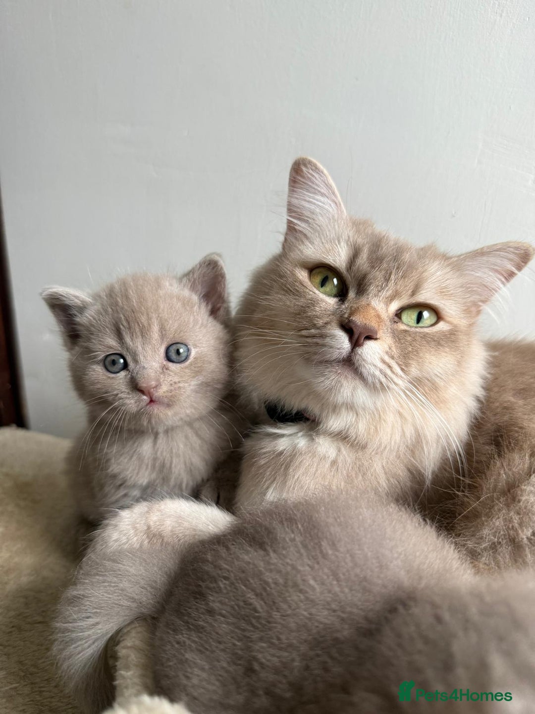British Shorthair cats for sale: Beautiful British Shorthair kittens 3 Boys 2 Girls - Advert 2