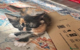 Mixed Breed cats for sale: 2 lovely female kittens  - Image 3