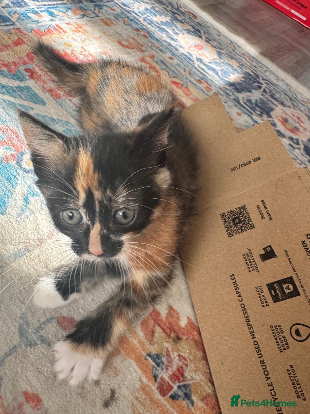 Mixed Breed cats for sale: 2 lovely female kittens  - Image 3