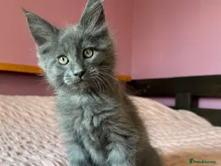 Maine Coon cats TICA registered purebred Main Coon Kittens - Advert 2