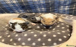 Guinea Pig rodents for sale: Lots of lovely baby guinea pigs - Image 17