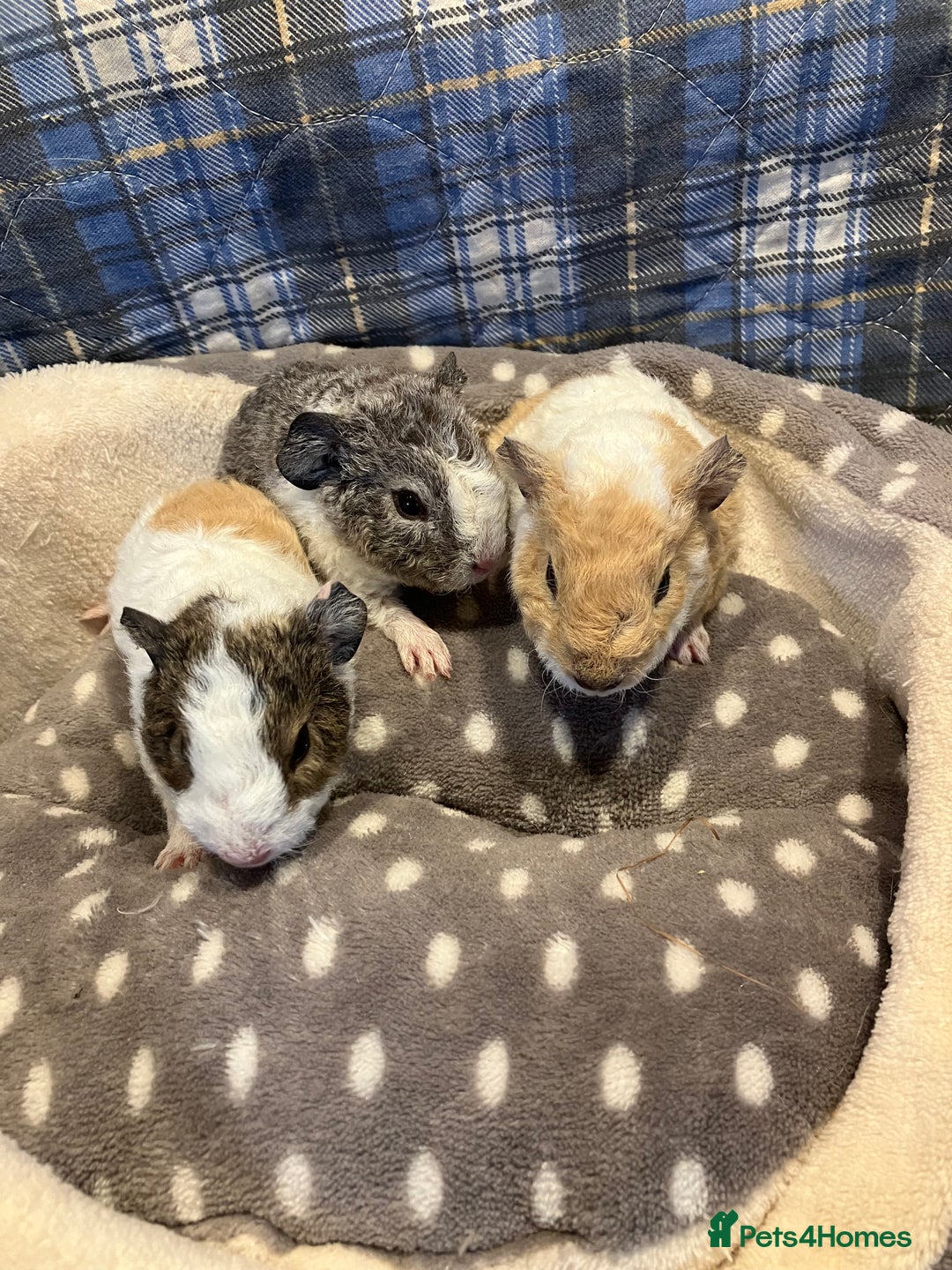 Guinea Pig rodents for sale: Lots of lovely baby guinea pigs - Image 17