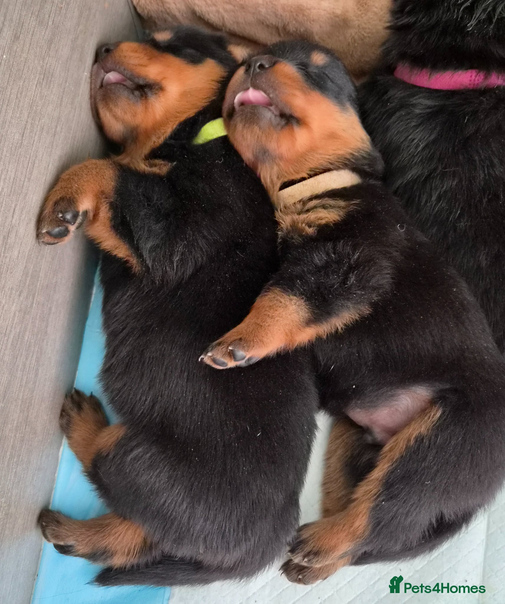 Rottweiler dogs Kc reg, extensively health tested parents - Advert 8