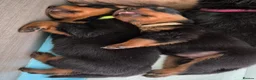 Rottweiler dogs for sale: Viewing now. Kc reg, health tested parents - Advert 9