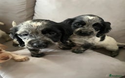 Cocker Spaniel dogs for sale: Healthy puppies - Image 15