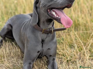 Weimaraner dogs Otto Weimaraner for Stud - Advert 1