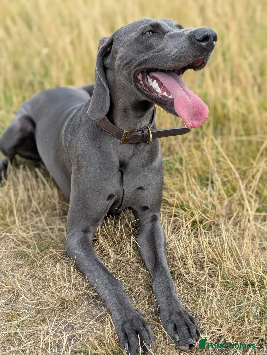 Weimaraner dogs for stud: Otto Weimaraner for Stud  - Advert 1
