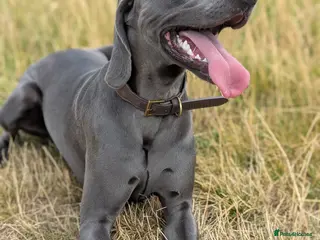 Weimaraner dogs Otto Weimaraner for Stud - Advert 1