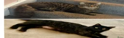 Mixed Breed cats for sale: Kittens mixed  - Advert 7