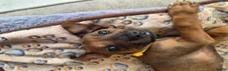Rhodesian Ridgeback dogs for sale: KC Registered Rhodisian Ridgebacks  - Advert 12