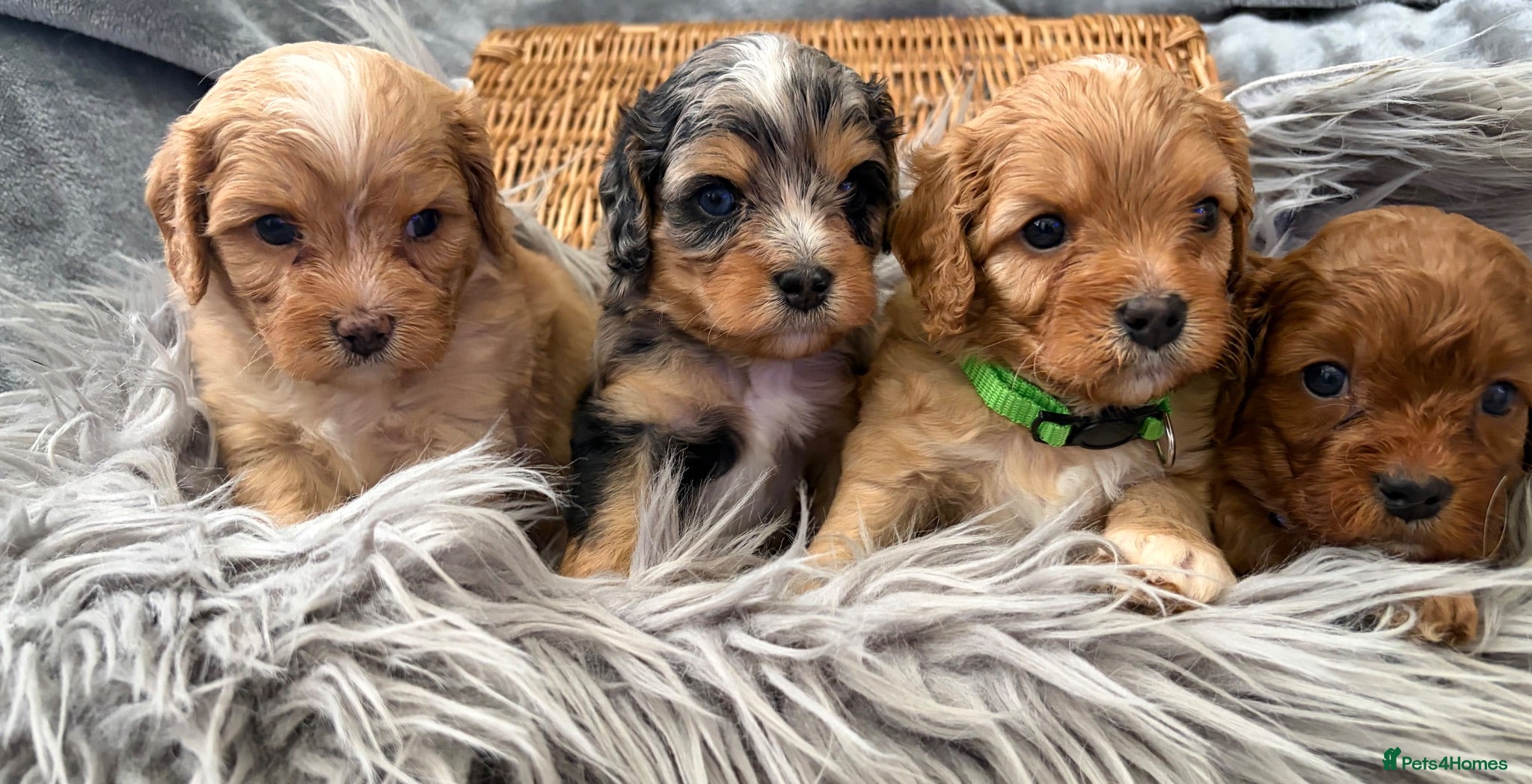 Cavapoo dogs EXCEPTIONAL EXTENSIVELY HEALTH TESTED BABIES - Advert 2