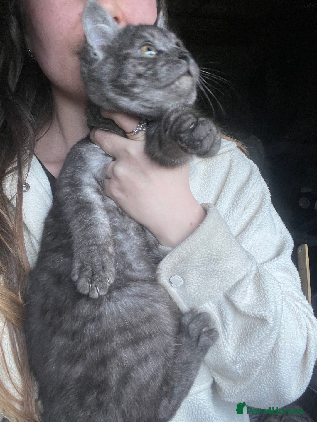 Bengal cats for sale: Bengal kittens  - Advert 8