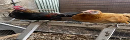 Chickens poultry for sale: Very Tame Dutch Bantams - Advert 4