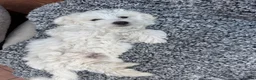 Bichon Frise dogs for sale: 3 bichon frise for sale - Advert 8