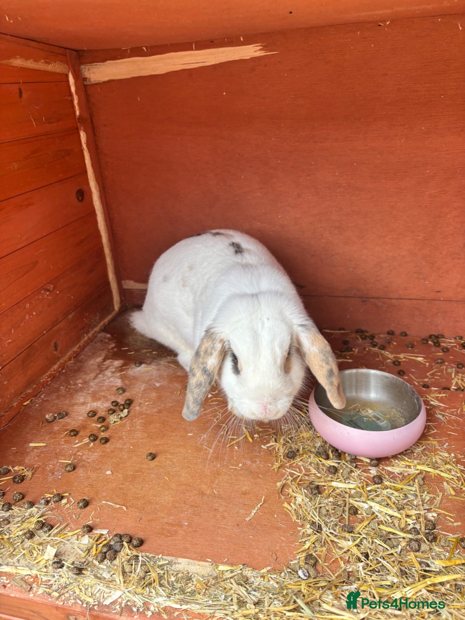 French Lop rabbits Female French lop for rehoming  - Advert 2