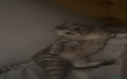Scottish Fold cats for sale: Scottish fold beautiful kittens - Image 4