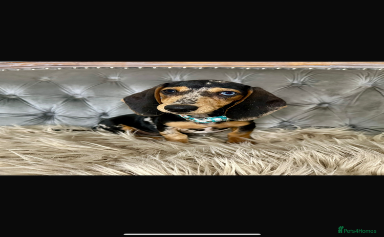 Miniature Dachshund dogs - Advert 9