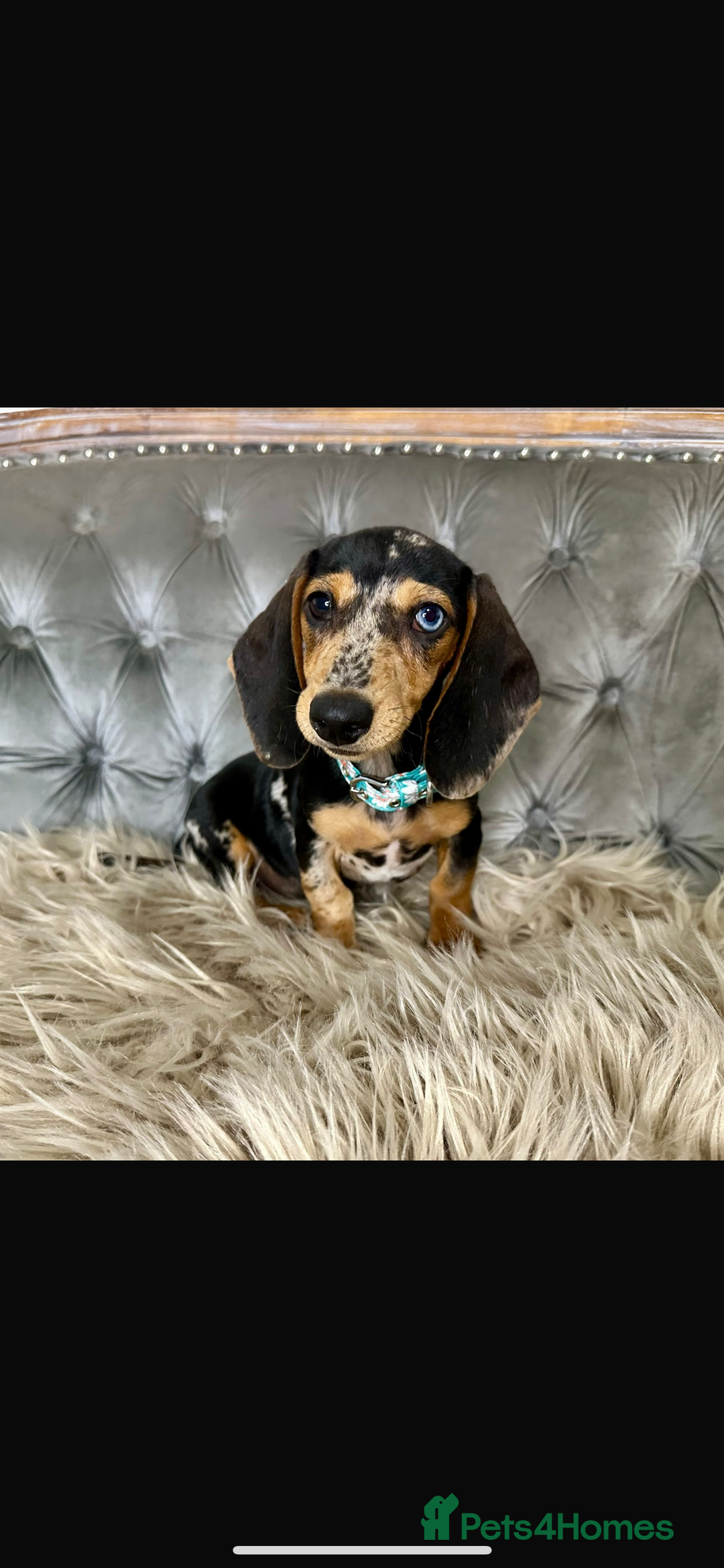 Miniature Dachshund dogs for sale: Miniature dachshund puppies   - Image 1