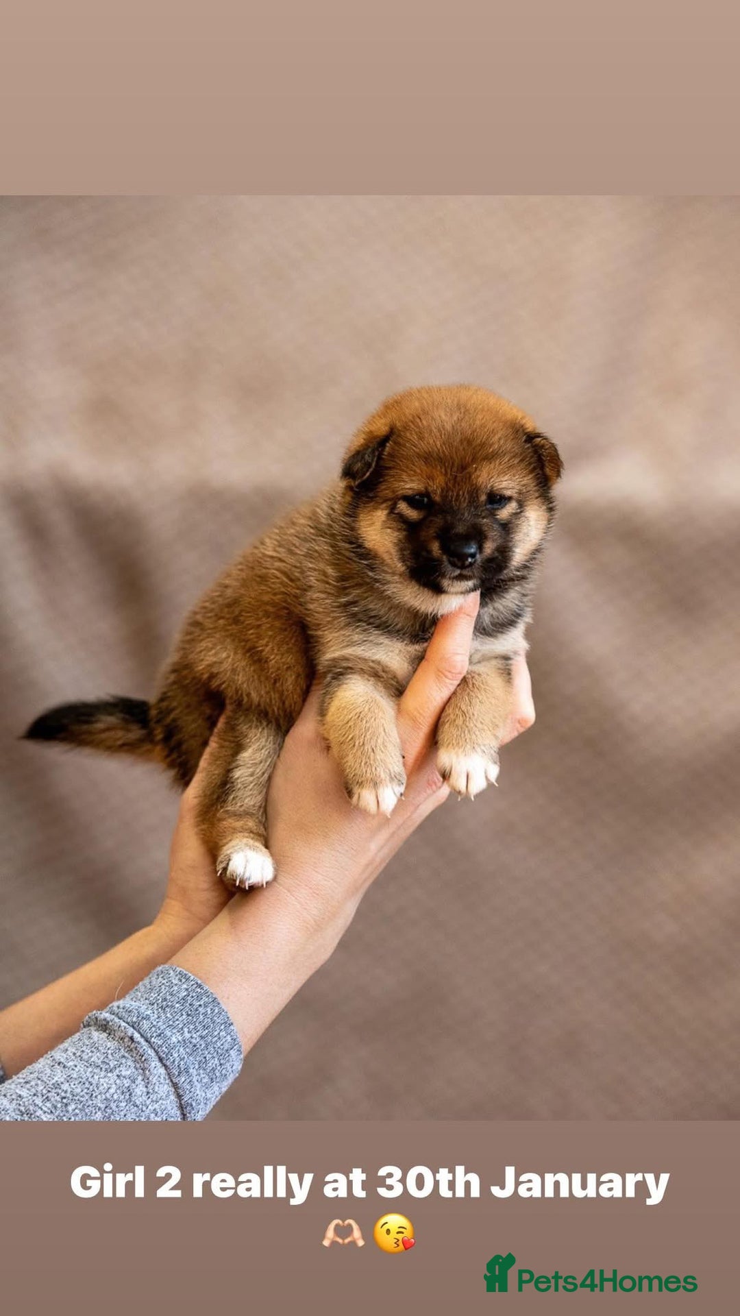 Japanese Shiba Inu dogs for sale: Shiba Inu Puppies – Top European Bloodlines UK KC - Advert 22