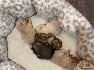 Pomeranian dogs TEDDY KC POMERANIANS 🐶 - Advert 19