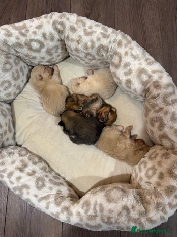 Pomeranian dogs TEDDY KC POMERANIANS 🐶 - Advert 3