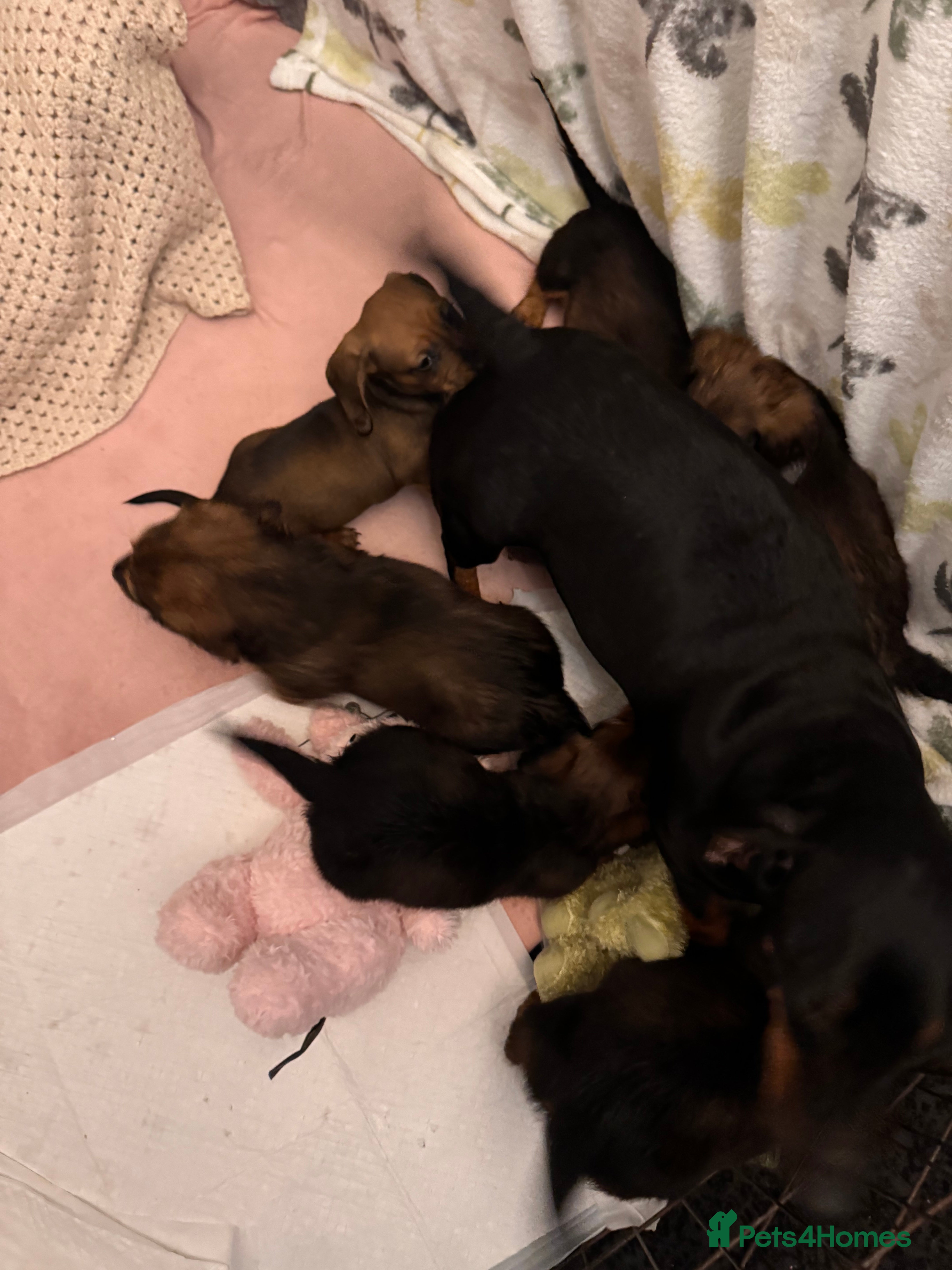 Dachshund dogs LONG HAIRED DACHSHUND PUPPIES - Advert 1