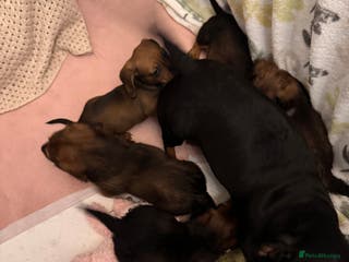 Dachshund dogs LONG HAIRED DACHSHUND PUPPIES - Advert 1