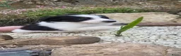 Border Collie dogs for sale: Border collie puppies  in Northampton - Advert 13