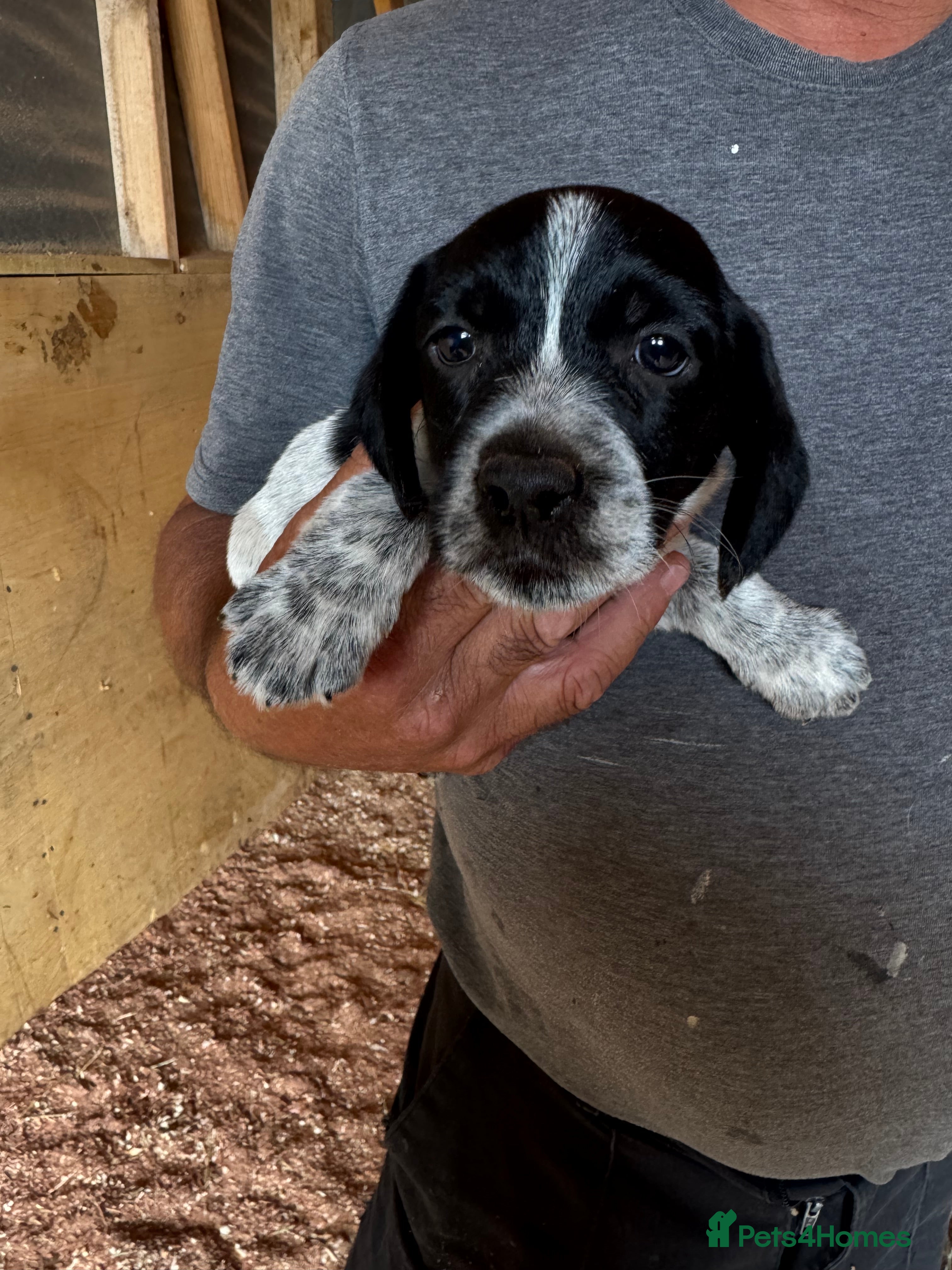 Mixed Breed Puppy 3