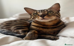 Bengal cats for sale: Bengal, Girl, 1yr old - Image 5