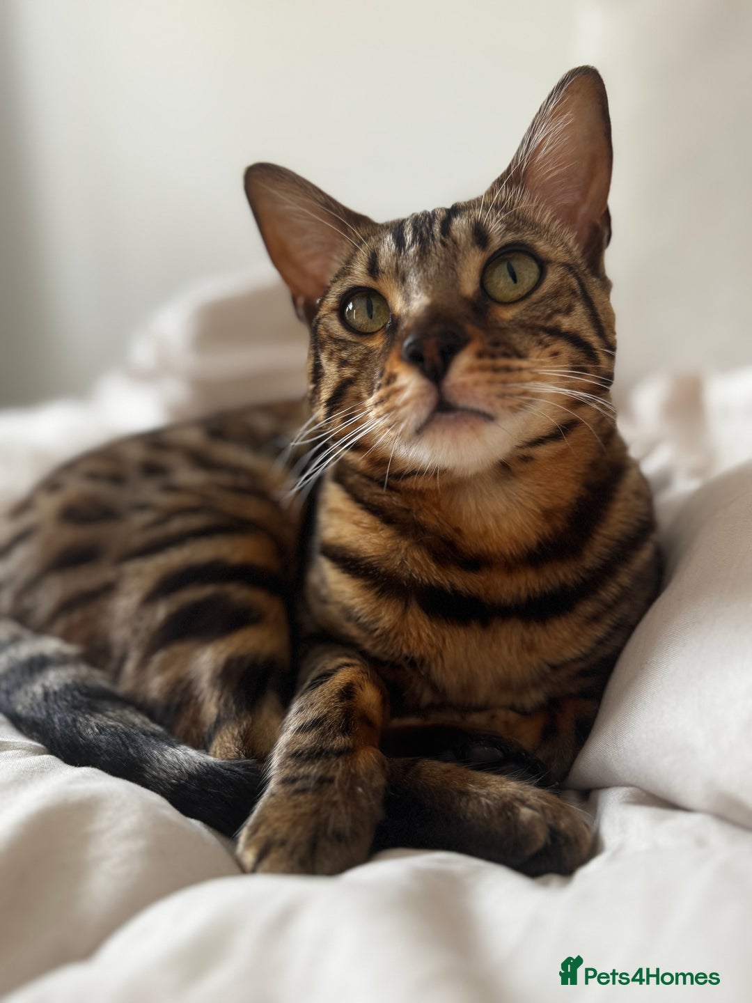 Bengal cats for sale: Bengal, Girl, 1yr old - Image 5