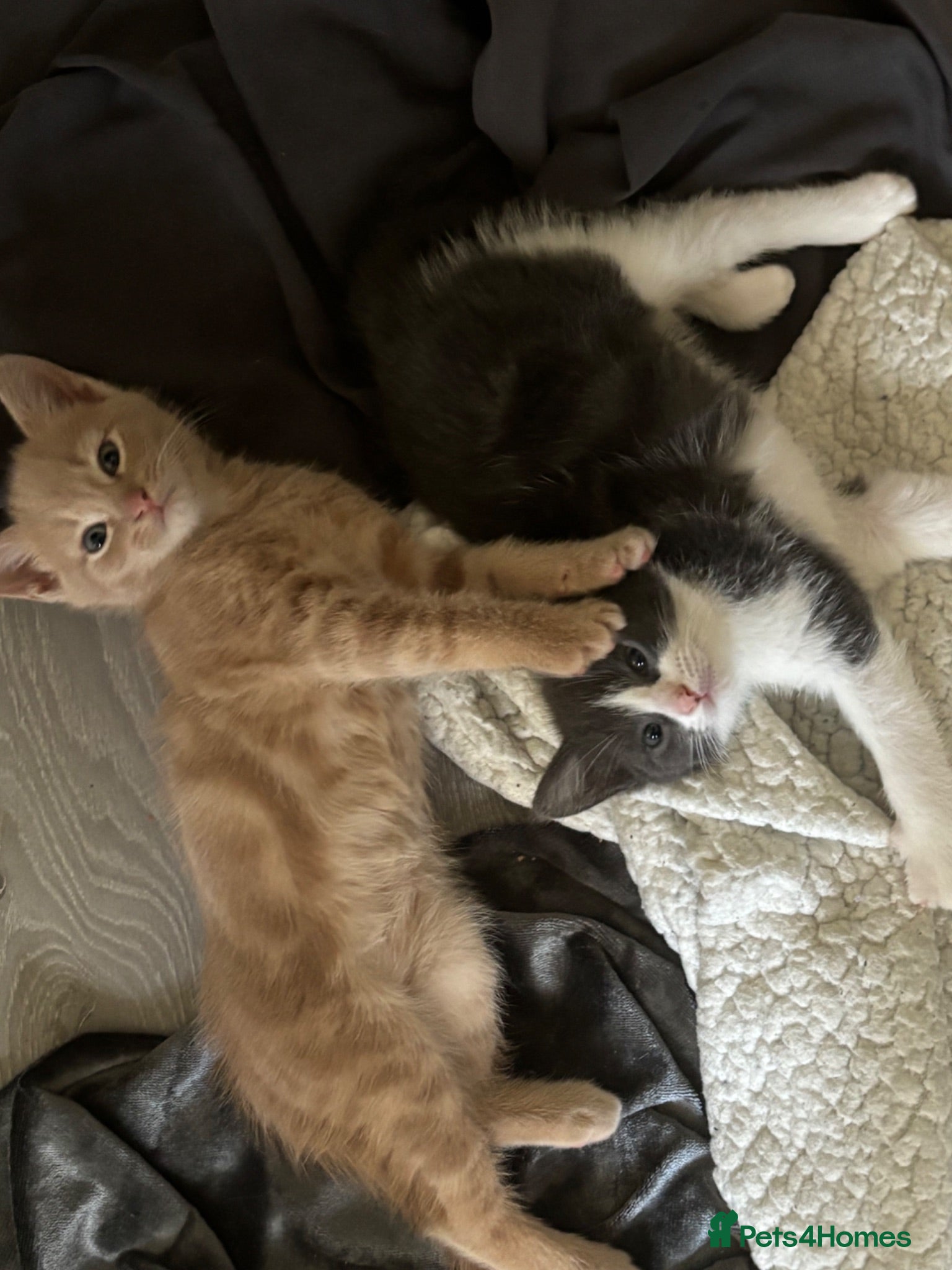 Mixed Breed cats 🐾 Gorgeous Kittens for Sale 🐾 - Advert 1