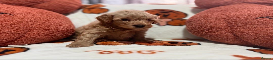 Cavapoo Puppy 1