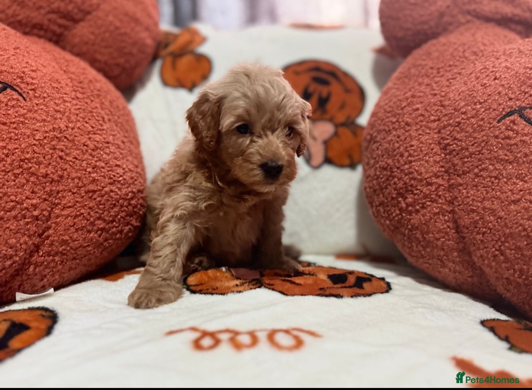 Cavapoo dogs for sale: Beautiful Cavapoo puppies  - Image 3