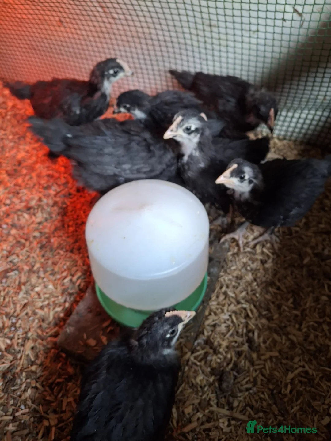 Chickens poultry for sale: Mixed Copper Black Marans Poulets For Sale in Cardiff - Advert 3