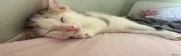 Mixed Breed cats for sale: Frank in Mablethorpe - Advert 1