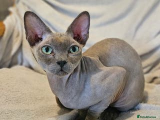 Sphynx cats Friendly, loving sphynx cat - Advert 1