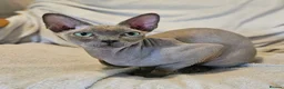 Sphynx cats for sale: Friendly, loving sphynx cat - Advert 1