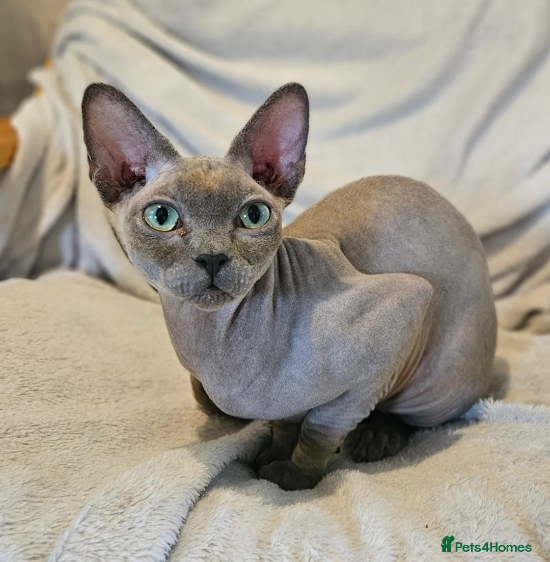 Sphynx cats for sale: Friendly, loving sphynx cat - Advert 1