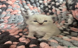 Ragdoll cats for sale: Beautiful ragdoll kittens 🩵 - Image 1