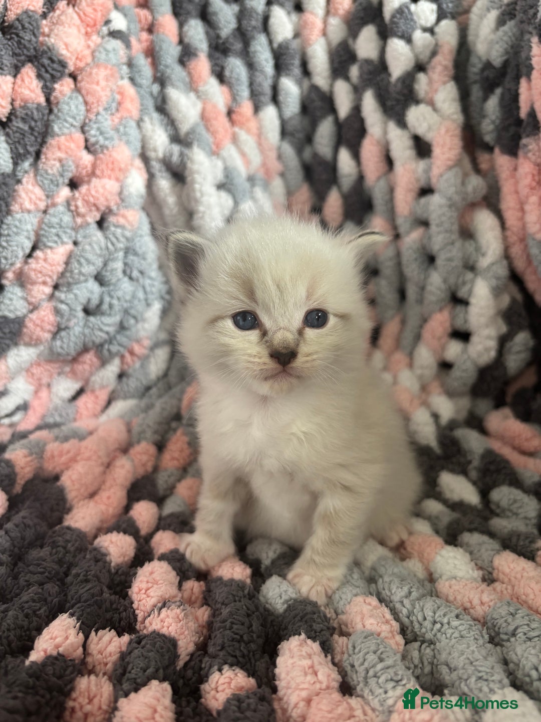 Ragdoll cats for sale: Beautiful ragdoll kittens 🩵 - Image 1